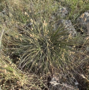 Lepidosperma laterale at Murrumbateman, NSW - 3 Dec 2021