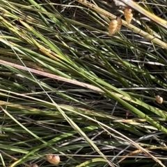 Lepidosperma laterale at Murrumbateman, NSW - 3 Dec 2021