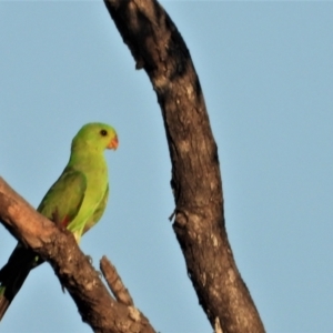 Aprosmictus erythropterus at Homestead, QLD - 28 Oct 2020