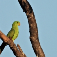 Aprosmictus erythropterus (Red-winged Parrot) at Homestead, QLD - 28 Oct 2020 by TerryS