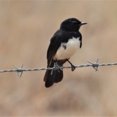Rhipidura leucophrys (Willie Wagtail) at Homestead, QLD - 9 Dec 2020 by TerryS
