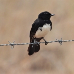 Rhipidura leucophrys (Willie Wagtail) at Homestead, QLD - 8 Dec 2020 by TerryS