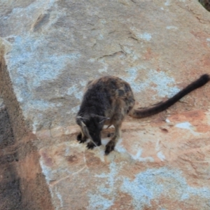 Petrogale assimilis at Towers Hill, QLD - 21 Oct 2020 06:20 PM