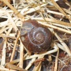 Austrorhytida capillacea (Common Southern Carnivorous Snail) at Cotter River, ACT - 22 Nov 2021 by Harrisi