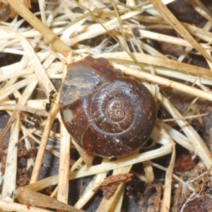 Austrorhytida capillacea at Cotter River, ACT - 22 Nov 2021