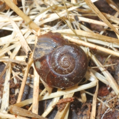 Austrorhytida capillacea (Common Southern Carnivorous Snail) at Namadgi National Park - 22 Nov 2021 by Harrisi