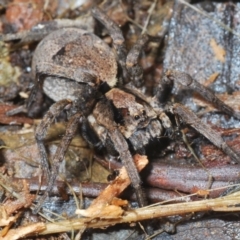 Lycosidae (family) at Namadgi National Park - 22 Nov 2021 by Harrisi