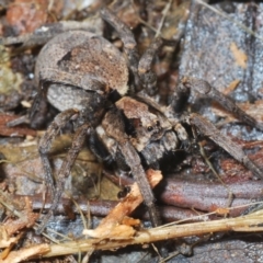 Unidentified Wolf spider (Lycosidae) (TBC) at Cotter River, ACT - 22 Nov 2021 by Harrisi