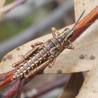 Monistria concinna (Southern Pyrgomorph) at Namadgi National Park - 23 Nov 2021 by Harrisi