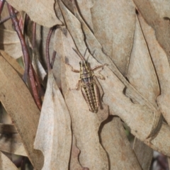 Monistria concinna at Cotter River, ACT - 23 Nov 2021 11:10 AM