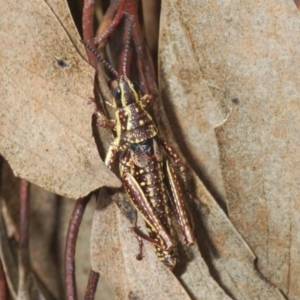 Monistria concinna at Cotter River, ACT - 23 Nov 2021