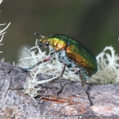 Diphucephala sp. (genus) (Green Scarab Beetle) at Bimberi Nature Reserve - 23 Nov 2021 by Harrisi