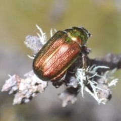 Diphucephala sp. (genus) at Bimberi, NSW - 23 Nov 2021