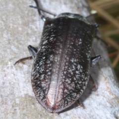 Pachycoelia sp. (genus) at Bimberi, NSW - 23 Nov 2021