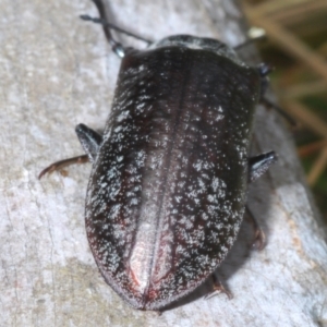 Pachycoelia sp. (genus) at Bimberi, NSW - 23 Nov 2021