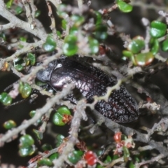 Pachycoelia sp. (genus) at Bimberi, NSW - 23 Nov 2021