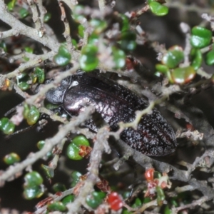 Pachycoelia sp. (genus) at Bimberi, NSW - 23 Nov 2021