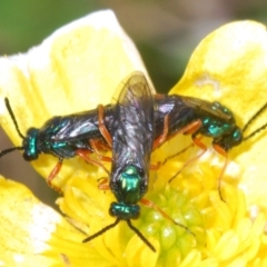 Eurys sp. (genus) (Eurys sawfly) at Namadgi National Park - 23 Nov 2021 by Harrisi