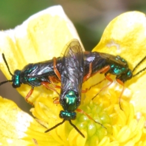 Eurys sp. (genus) at Cotter River, ACT - 23 Nov 2021