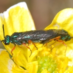 Eurys sp. (genus) at Cotter River, ACT - 23 Nov 2021