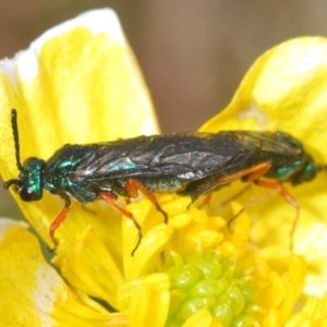 Eurys sp. (genus) at Cotter River, ACT - 23 Nov 2021