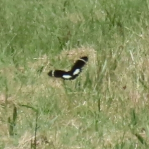 Papilio aegeus at Gordon, ACT - 3 Dec 2021