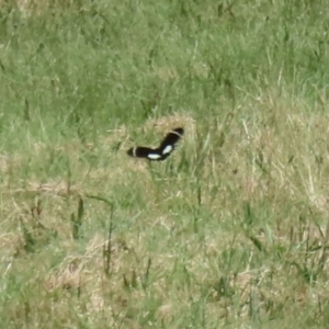 Papilio aegeus at Gordon, ACT - 3 Dec 2021