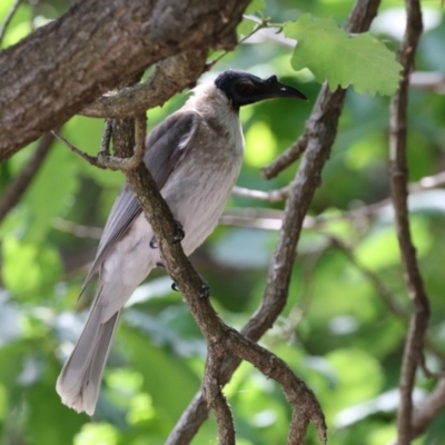 Philemon corniculatus (Noisy Friarbird) at Paddys River, ACT - 3 Dec 2021 by RodDeb