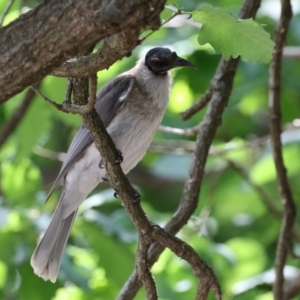 Philemon corniculatus at Paddys River, ACT - 3 Dec 2021