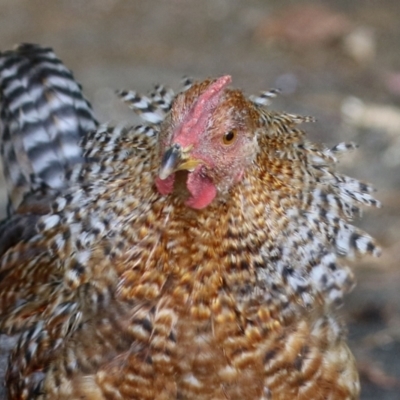 Gallus gallus (Red Junglefowl (Domestic)) at Paddys River, ACT - 3 Dec 2021 by RodDeb