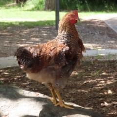 Gallus gallus at Paddys River, ACT - 3 Dec 2021 01:12 PM