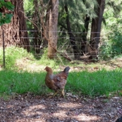 Gallus gallus at Paddys River, ACT - 3 Dec 2021 01:12 PM