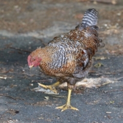 Gallus gallus at Paddys River, ACT - 3 Dec 2021