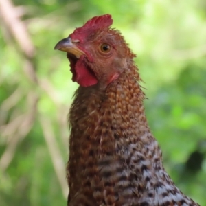 Gallus gallus at Paddys River, ACT - 3 Dec 2021 01:12 PM