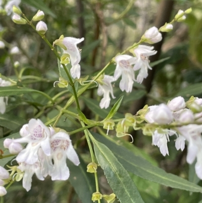 Prostanthera lasianthos (Victorian Christmas Bush) at Paddys River, ACT - 3 Dec 2021 by JaneR