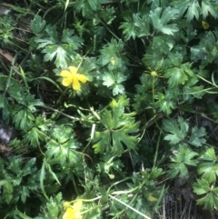 Ranunculus repens (Creeping Buttercup) at ANU Liversidge Precinct - 2 Dec 2021 by Dora