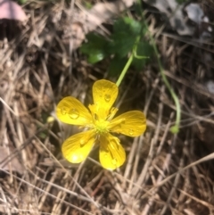 Ranunculus repens at Acton, ACT - 2 Dec 2021 05:44 PM