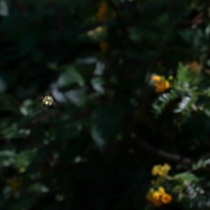 Xylocopa (Lestis) aerata at Acton, ACT - 3 Dec 2021