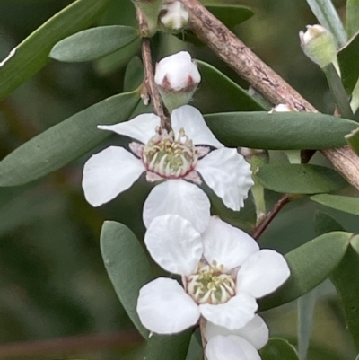 Gaudium brevipes (Grey Tea-tree) at Tidbinbilla Nature Reserve - 3 Dec 2021 by JaneR