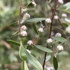 Gaudium brevipes at Paddys River, ACT - 3 Dec 2021