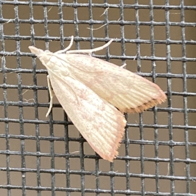 Callionyma sarcodes (A Galleriinae moth) at Rosedale, NSW - 4 Dec 2021 by SteveBorkowskis