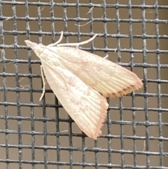 Callionyma sarcodes (A Galleriinae moth) at Rosedale, NSW - 3 Dec 2021 by SteveBorkowskis