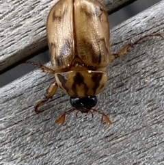 Cyclocephala signaticollis (Argentinian scarab) at Rosedale, NSW - 4 Dec 2021 by SteveBorkowskis