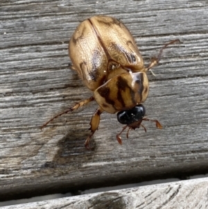 Cyclocephala signaticollis at Rosedale, NSW - 4 Dec 2021