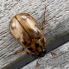 Cyclocephala signaticollis at Rosedale, NSW - 4 Dec 2021