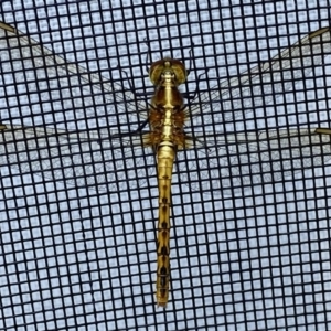 Diplacodes melanopsis at BA124 - 4 Dec 2021 10:03 AM