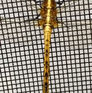 Diplacodes melanopsis at BA124 - 4 Dec 2021 10:03 AM