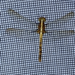 Diplacodes melanopsis at BA124 - 4 Dec 2021 10:03 AM