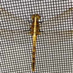 Diplacodes melanopsis at BA124 - 4 Dec 2021 10:03 AM