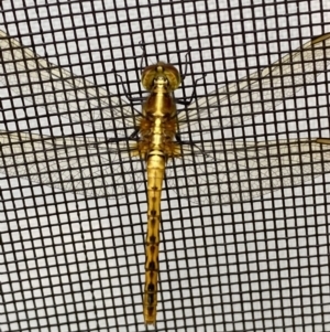 Diplacodes melanopsis at BA124 - 4 Dec 2021 10:03 AM
